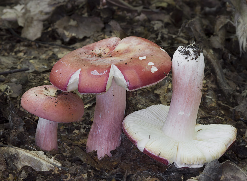 Russula rosea